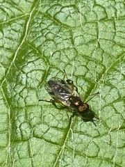 Actina viridis