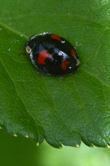 Harmonia axyridis