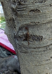 Centruroides