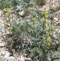 Matthiola daghestanica