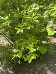 Rhododendron colemanii
