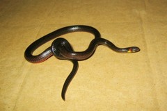 Atractus gaigeae