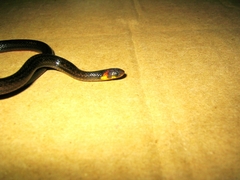 Atractus gaigeae