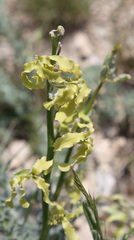 Matthiola daghestanica