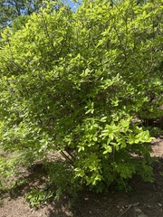 Rhododendron colemanii