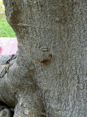 Centruroides
