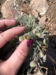 Erigeron poliospermus