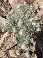 Erigeron poliospermus