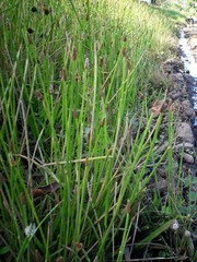 Eleocharis elegans