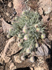 Erigeron poliospermus