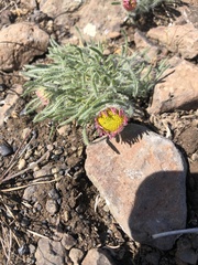 Erigeron poliospermus