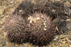 Homalocephala polycephala