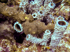 Callyspongia armigera