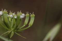 Bunium pachypodum