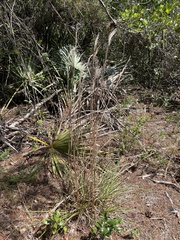 Andropogon floridanus