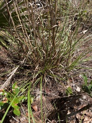 Andropogon floridanus