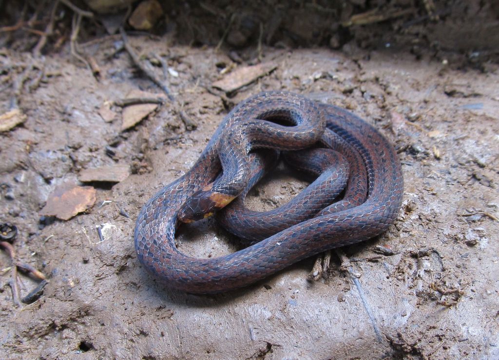 Gaige's Ground Snake