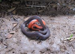 Atractus gaigeae