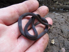 Atractus gaigeae