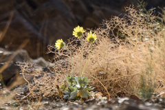 Enceliopsis covillei