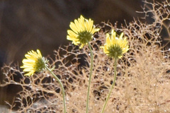 Enceliopsis covillei