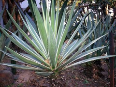 Agave angustifolia marginata