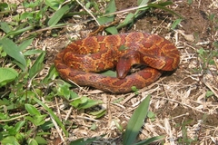 Atractus major