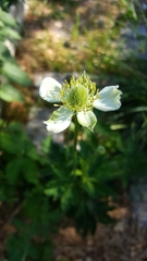 Anemone cylindrica