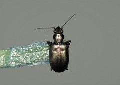 Bembidion punctulatum