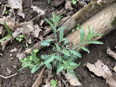 Borodinia perstellata