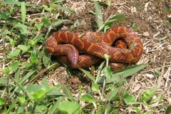 Atractus major