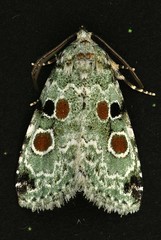 Maliattha concinnimacula