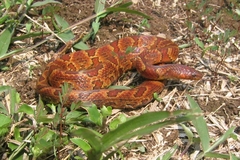 Atractus major