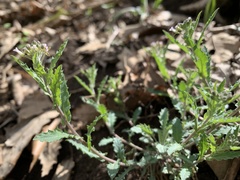 Borodinia perstellata