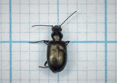 Bembidion punctulatum