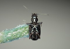 Bembidion punctulatum