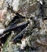 Mytilus californianus