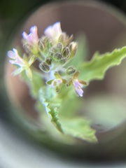 Borodinia perstellata