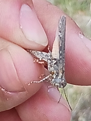 Psoloessa delicatula