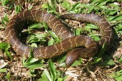 Atractus major