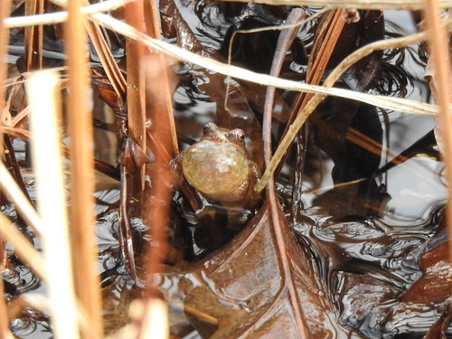 Spring Peeper photographed in Massachusetts