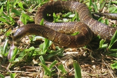 Atractus major