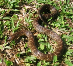 Atractus major