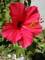 Hibiscus rosa-sinensis