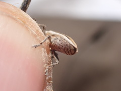 Lixus albomarginatus