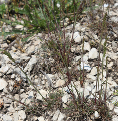 Poa badensis