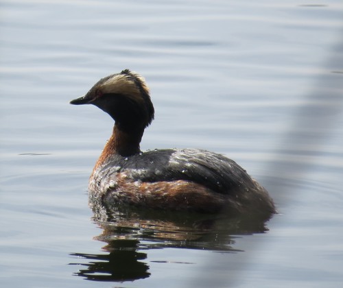 Slavonian Grebe (Podiceps auritus)