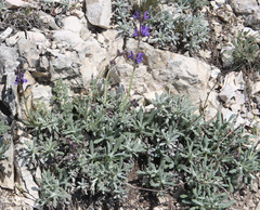 Salvia canescens