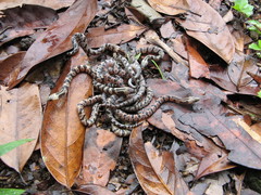 Atractus major