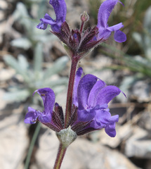 Salvia canescens